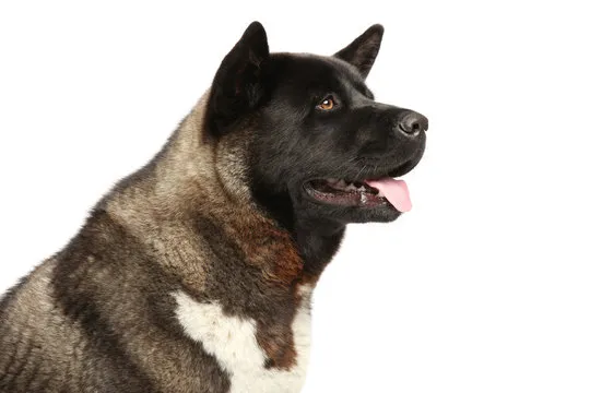 七张梭哈最新版本 截图2